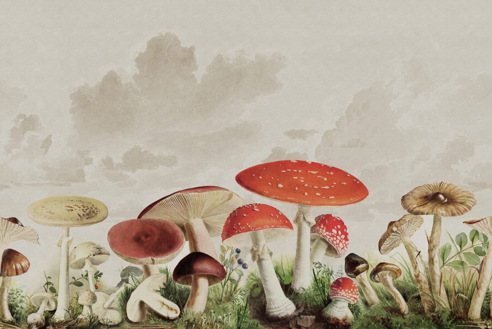 Mushrooms, Color, Rebel Walls