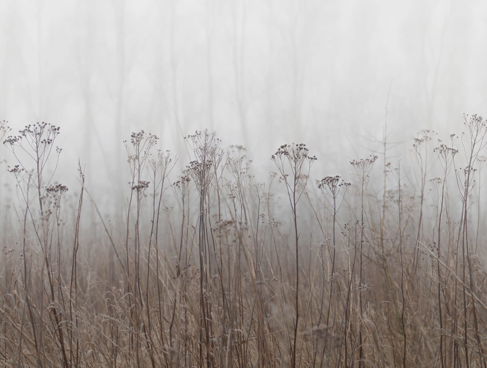 Autumn Haze, Beige, Rebel Walls