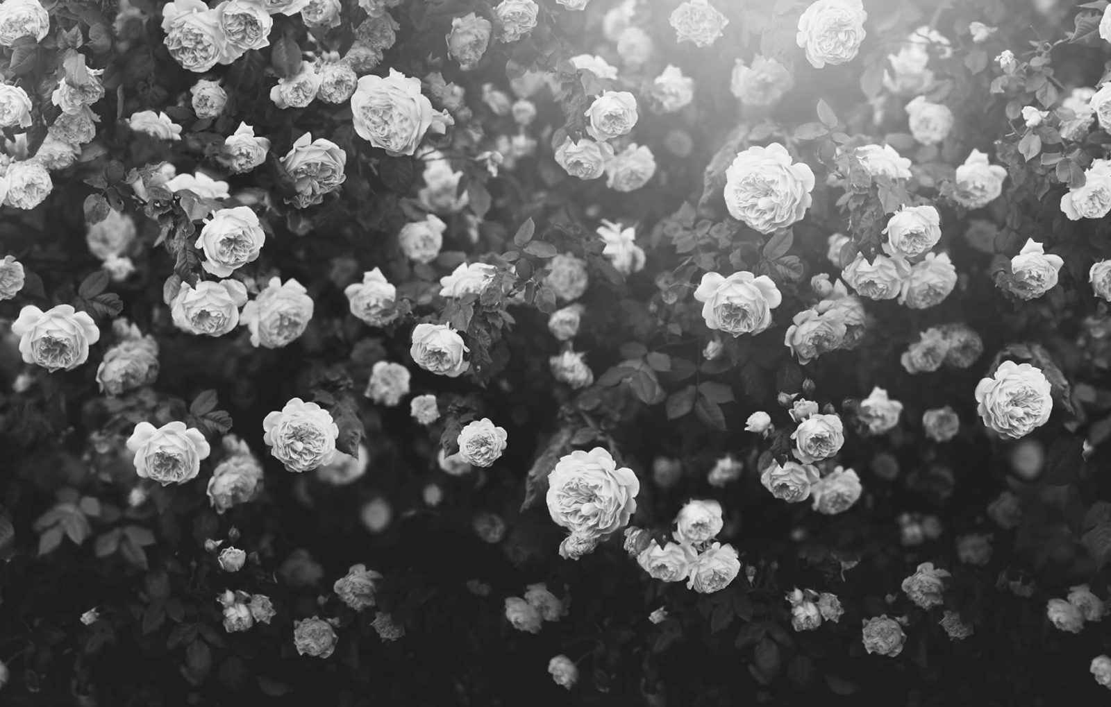 Regal Rose, Black & White, Rebel Walls