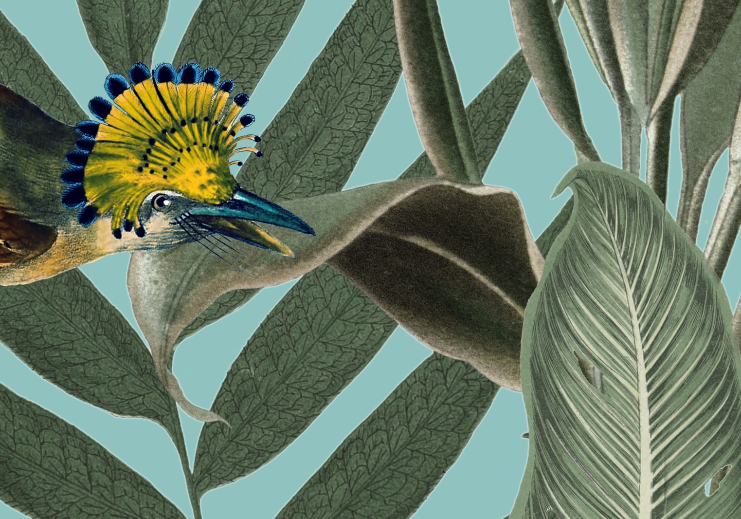 Yellow Bird, Rebel Walls 6