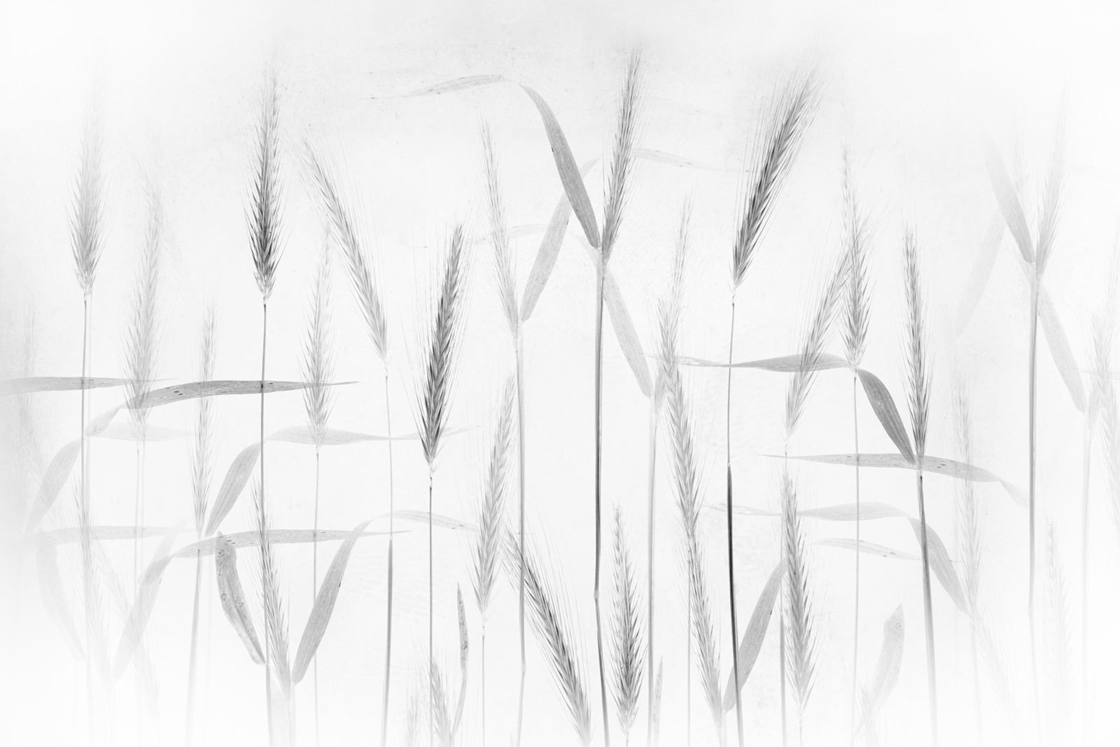 Grain, Rebel Walls