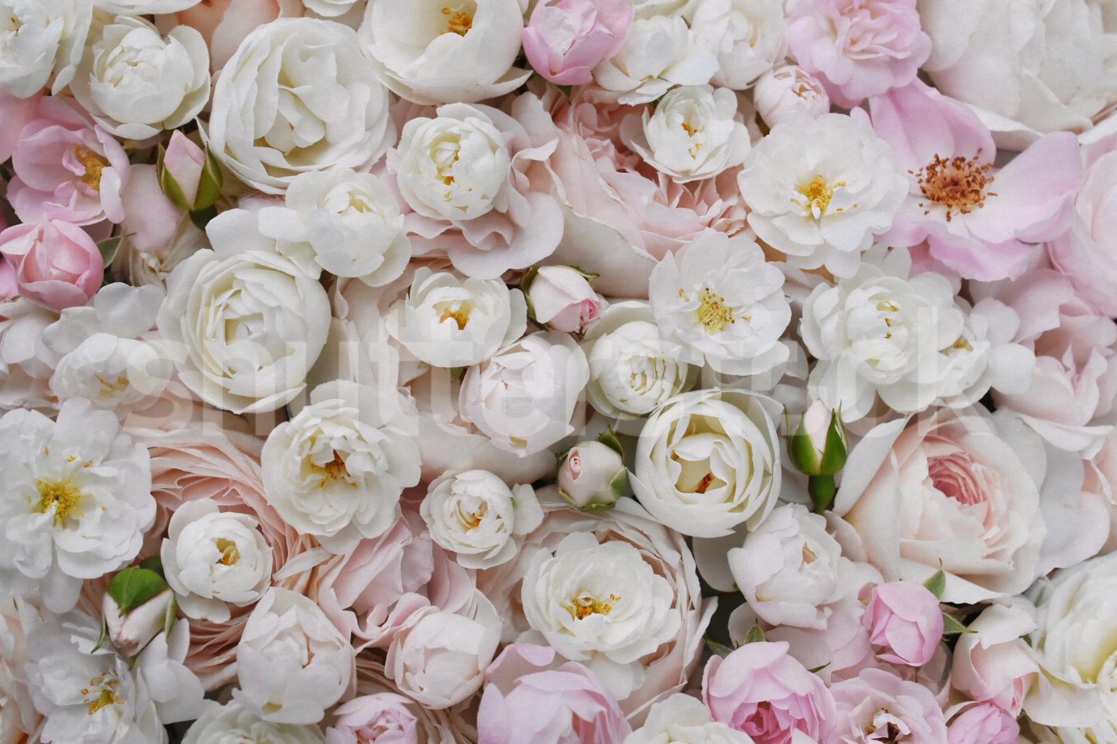 Bouquet of Buttercups, Pink, Rebel Walls