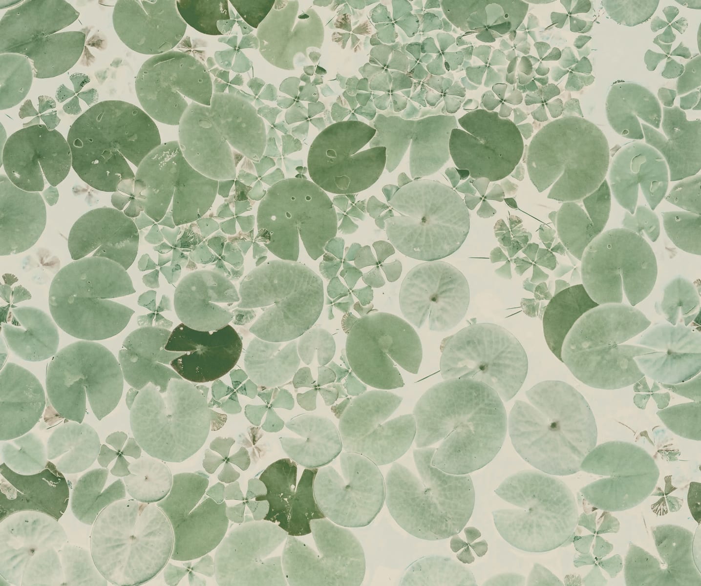 Water Lilies, Light Green, Rebel Walls