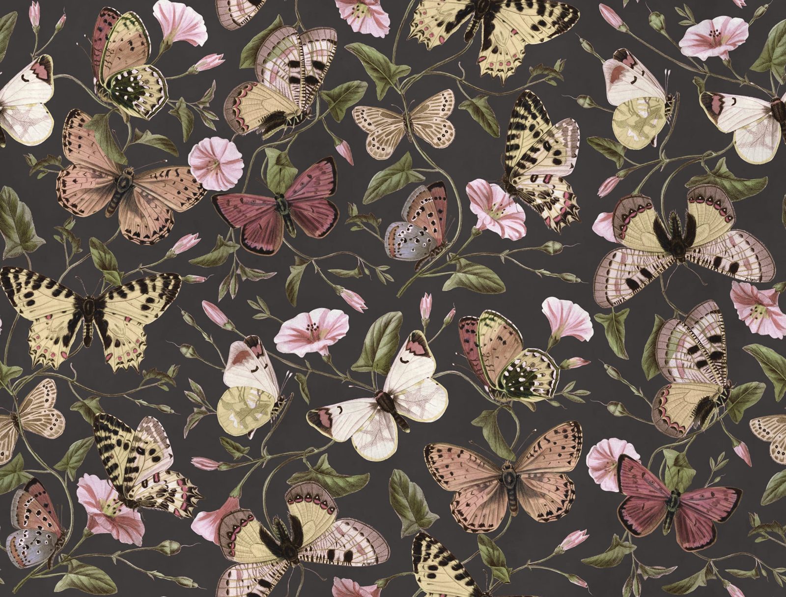Butterflies, Midnight, Rebel Walls