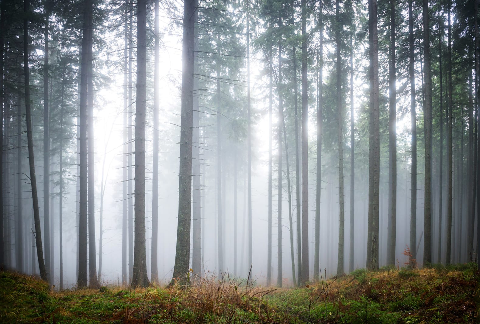 Forest Glade, Rebel Walls 3