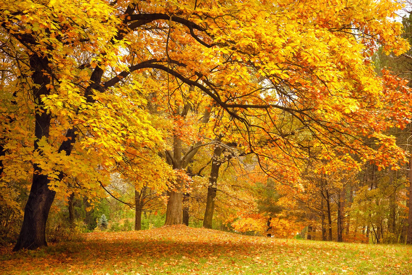 Yellow Leafy Trees, Rebel Walls