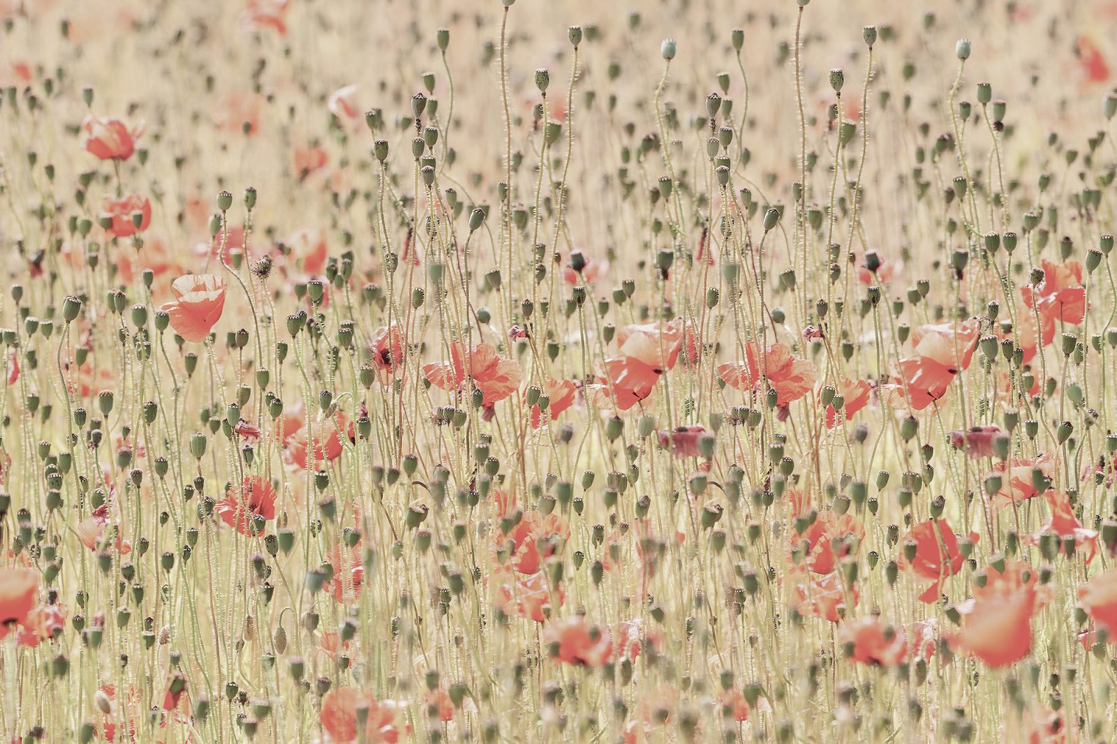 Poppies, Rebel Walls