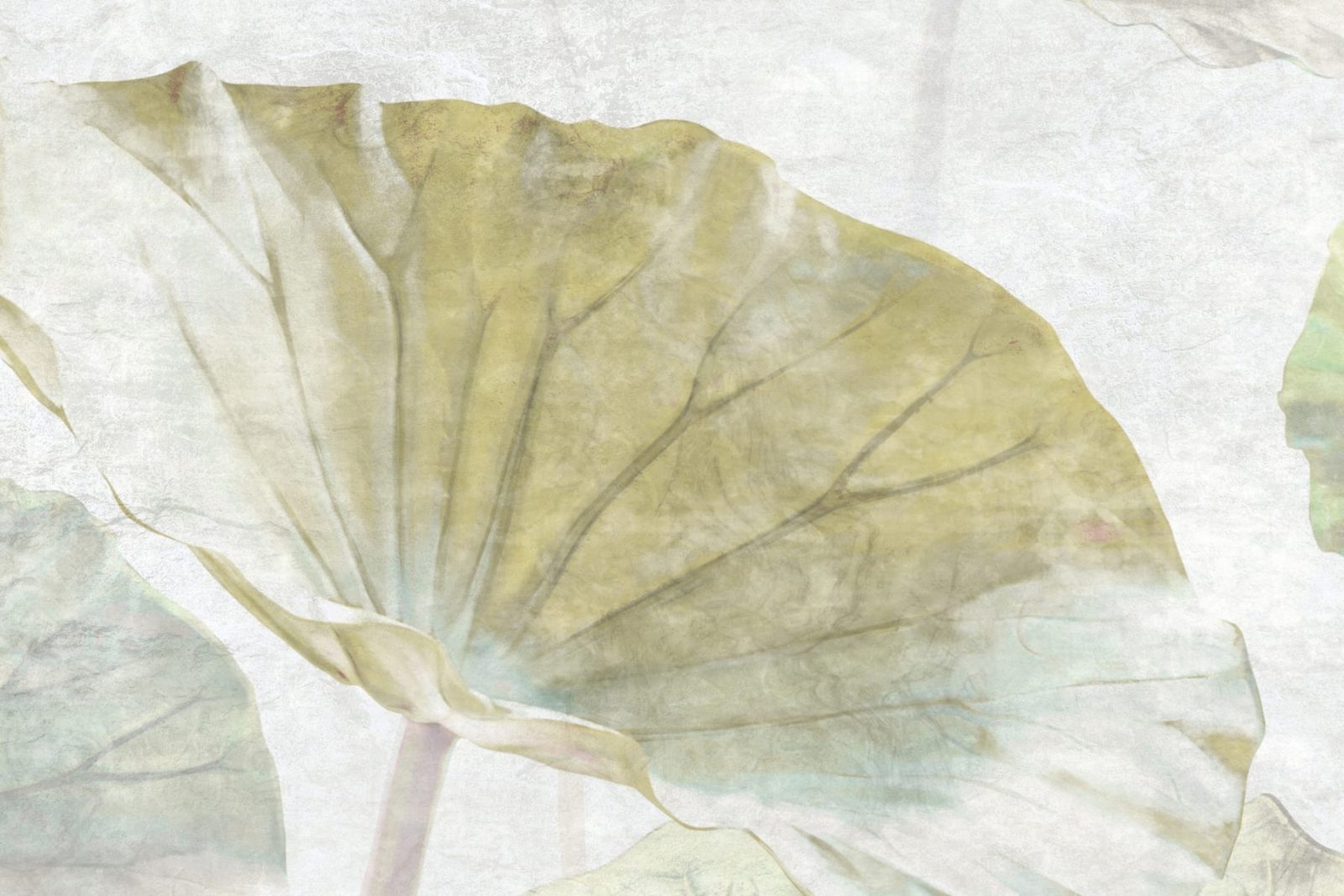 Waterlily, Rebel Walls 4