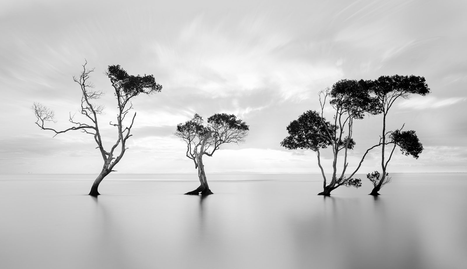 Peaceful Tree, Rebel Walls