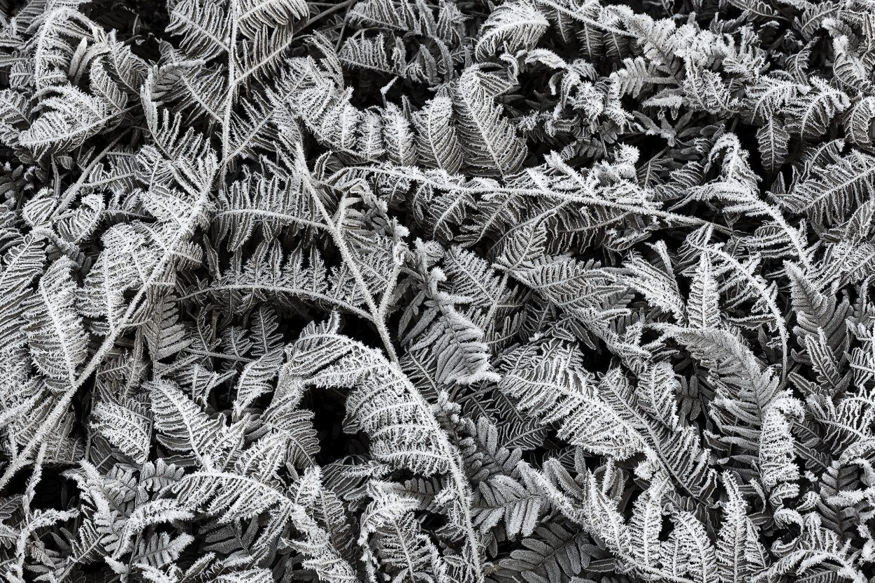 Frost Leaf, Rebel Walls
