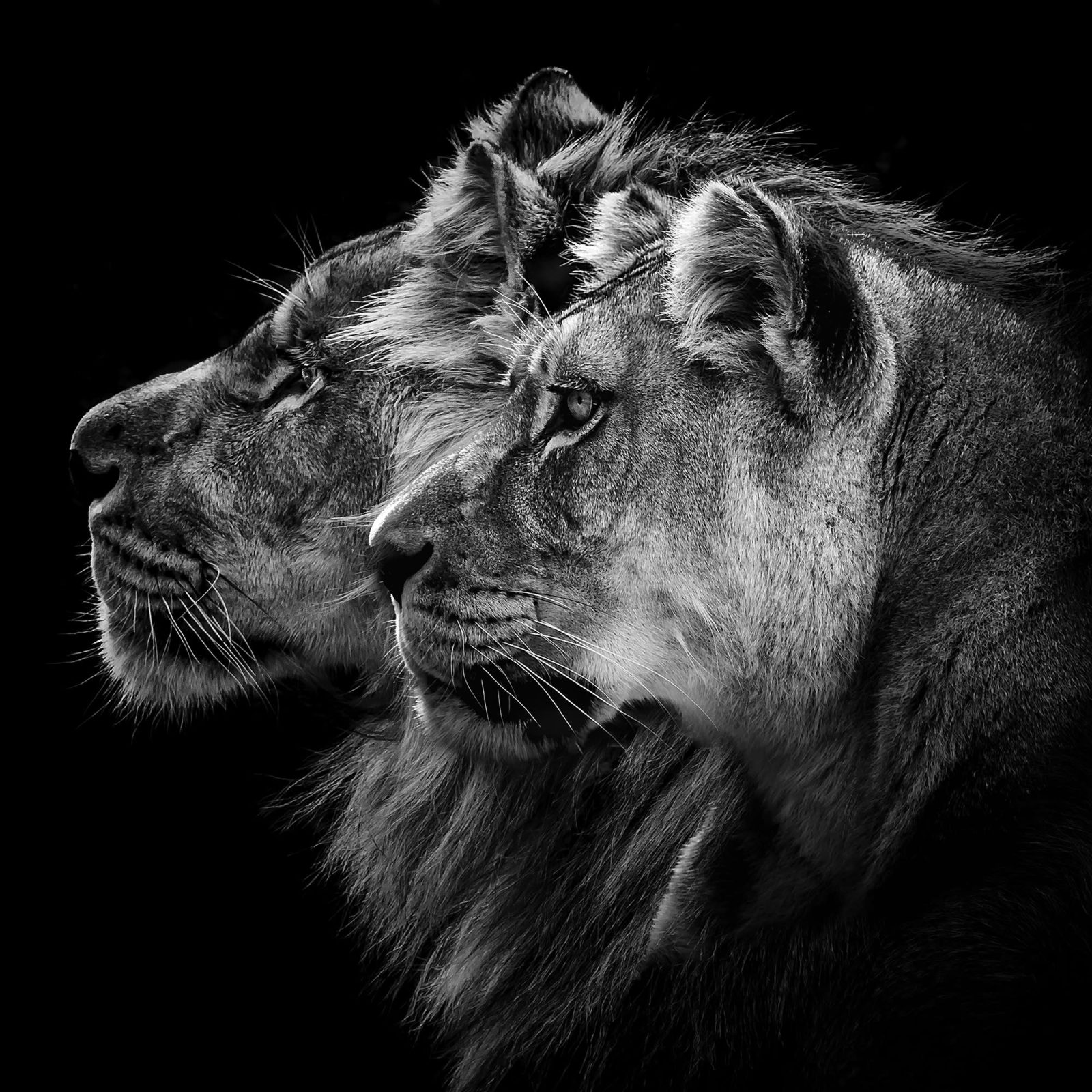 Lion Duo, Rebel Walls