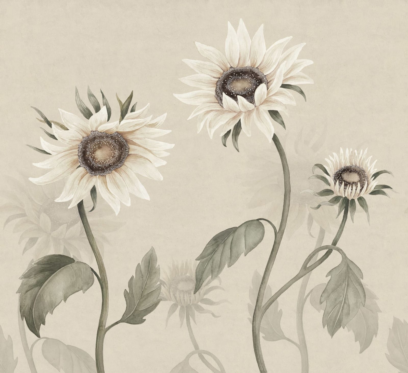 Sunflowers, White, Sandberg