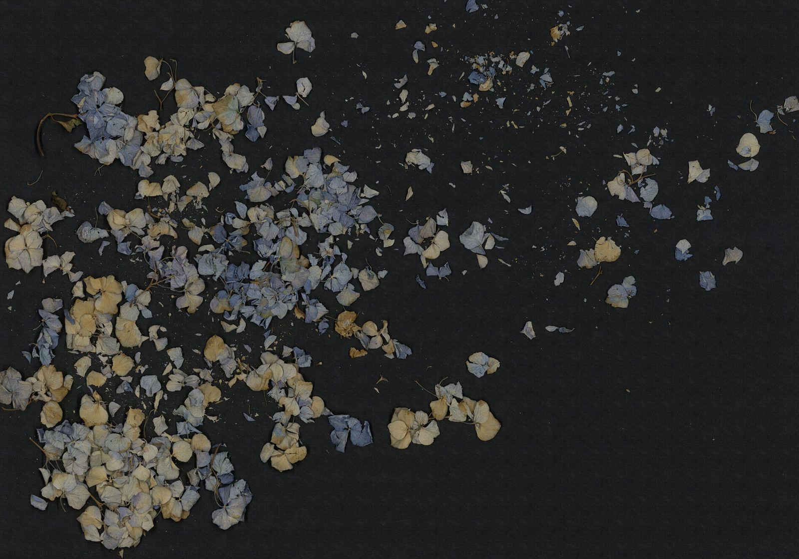 Fragile Beauty, Dark Blue, Rebel Walls