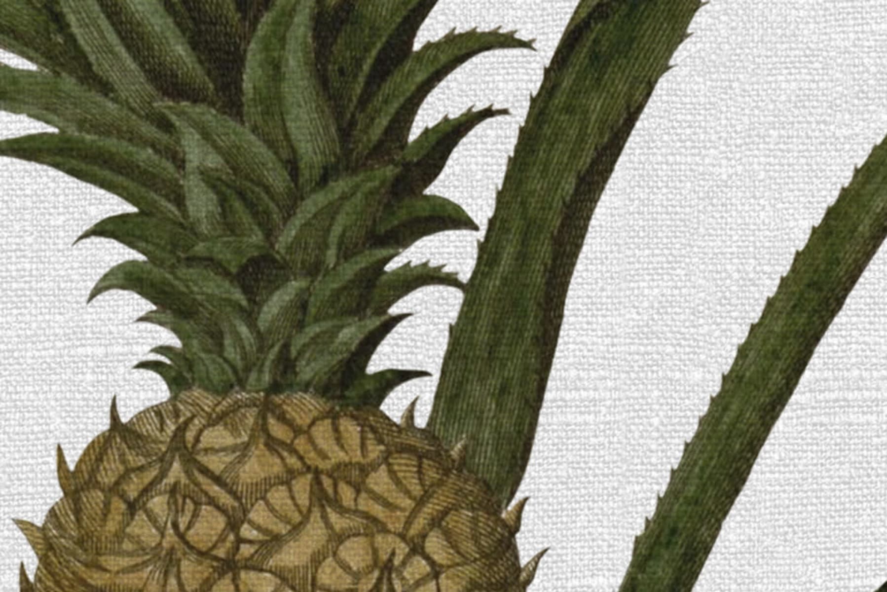 Pineapple, Rebel Walls 4