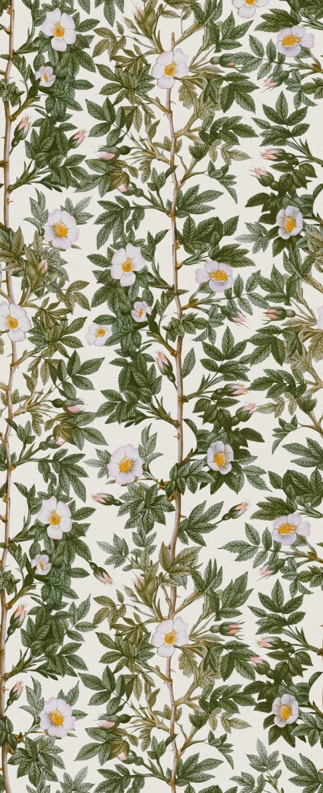 Rose Hip, Green, Rebel Walls