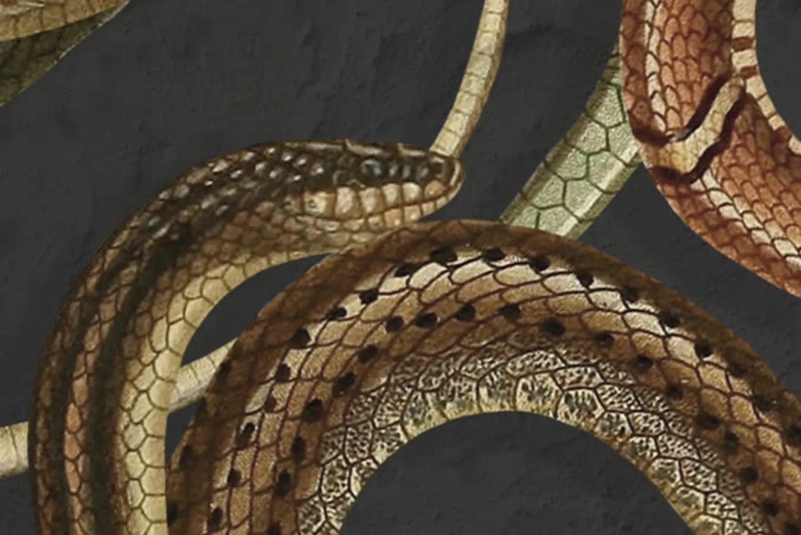 Snakey, Black, Rebel Walls 4