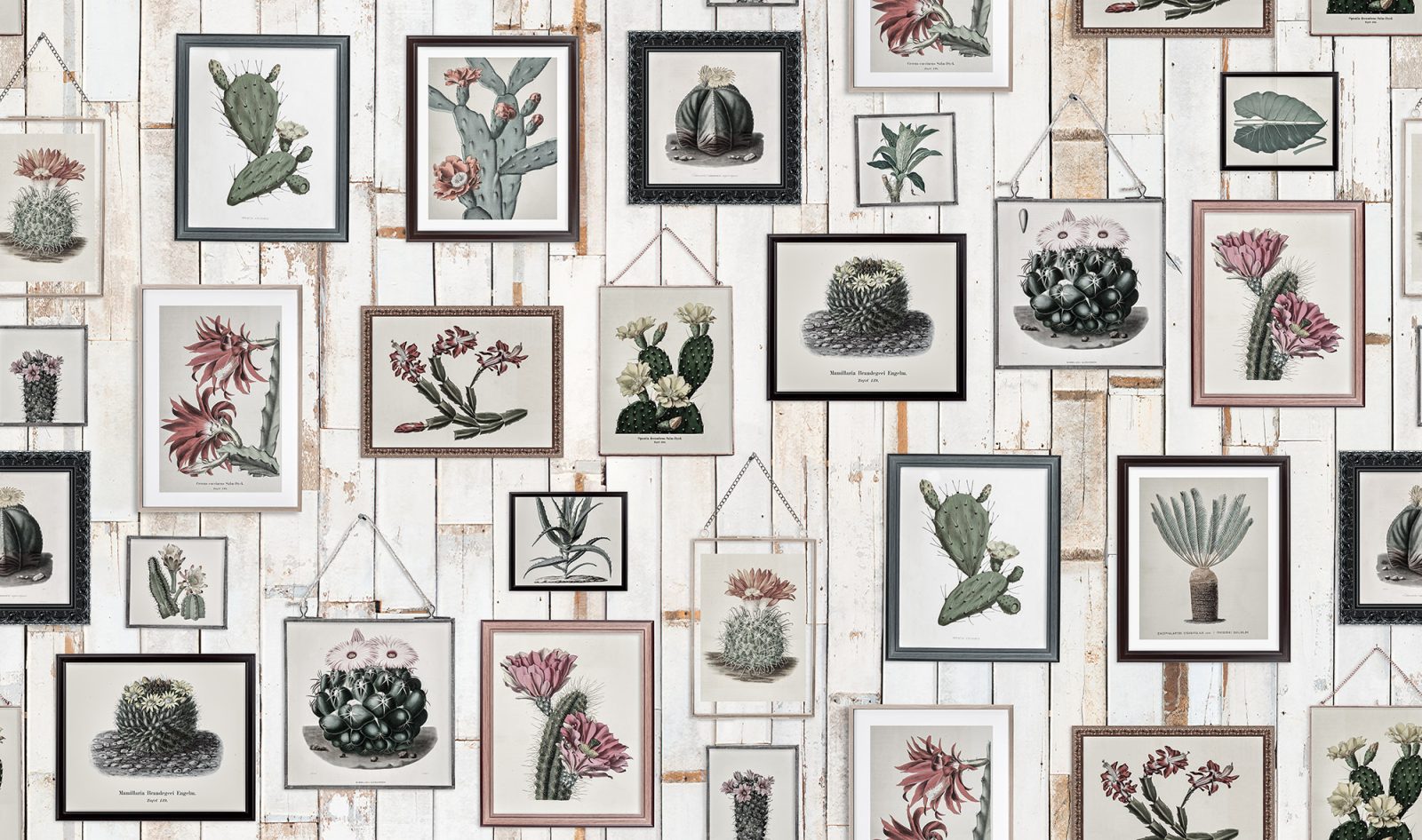 Cactus Wall Art, Faded, Rebel Walls