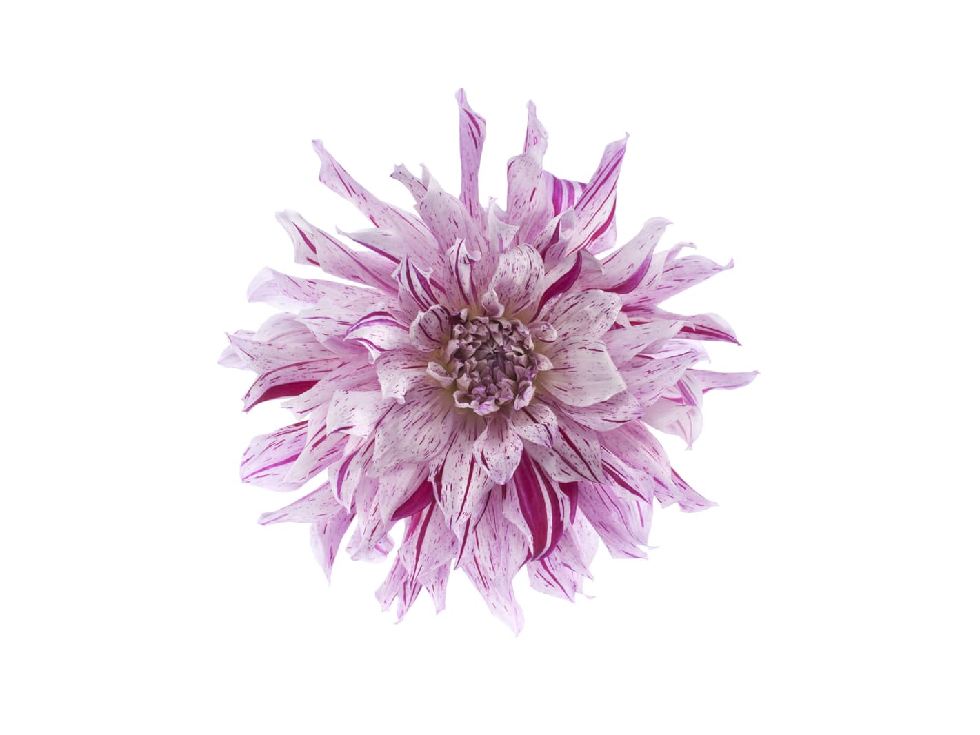 Flower, Rebel Walls