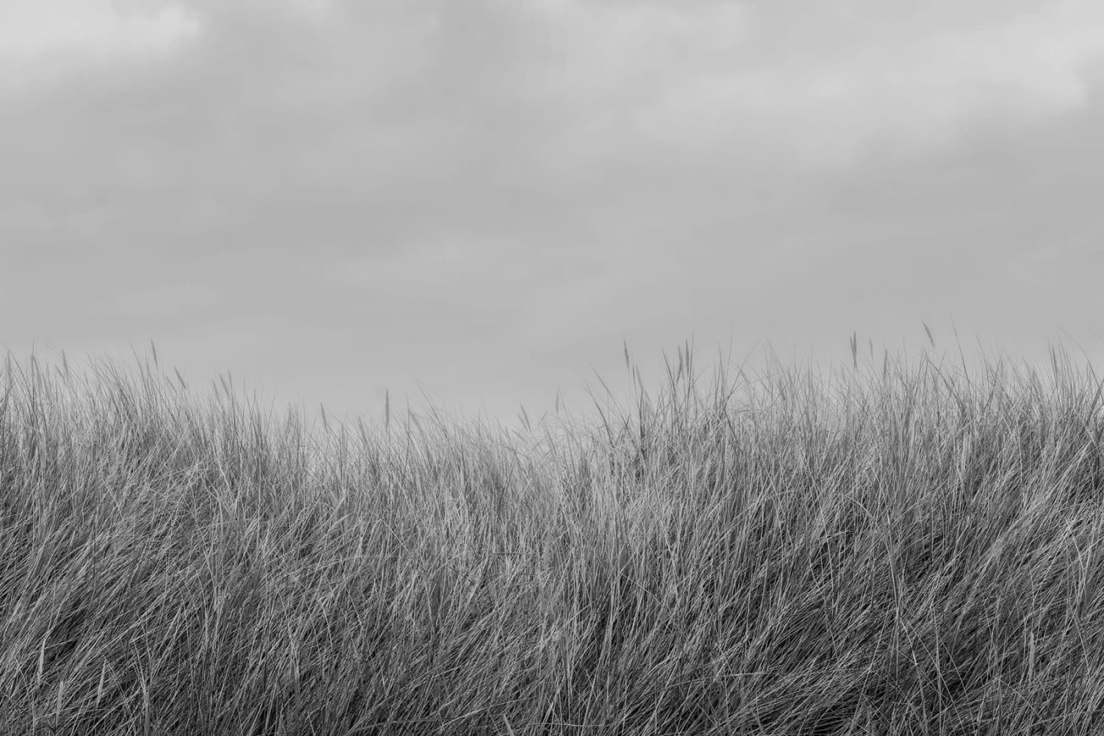 Scandinavian Reed, Black & White, Rebel Walls