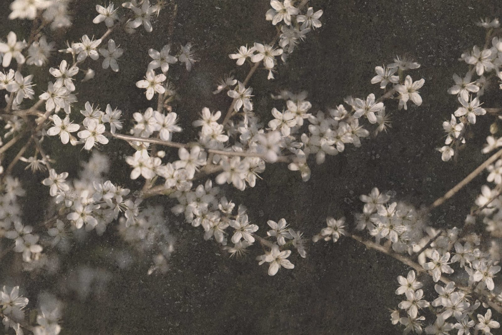 Apple Bloom, Dark, Rebel Walls