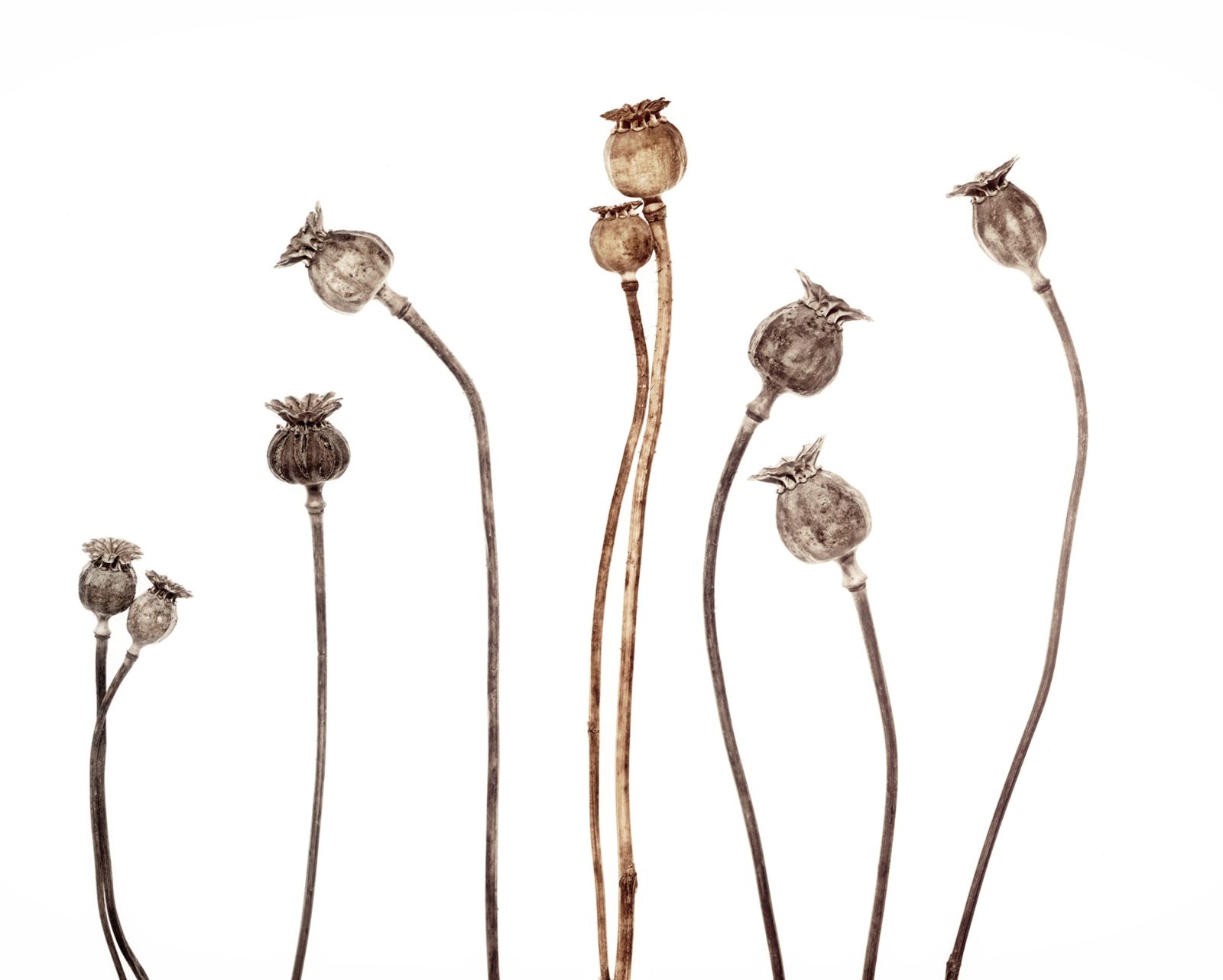 Poppy Capsules, Rebel Walls