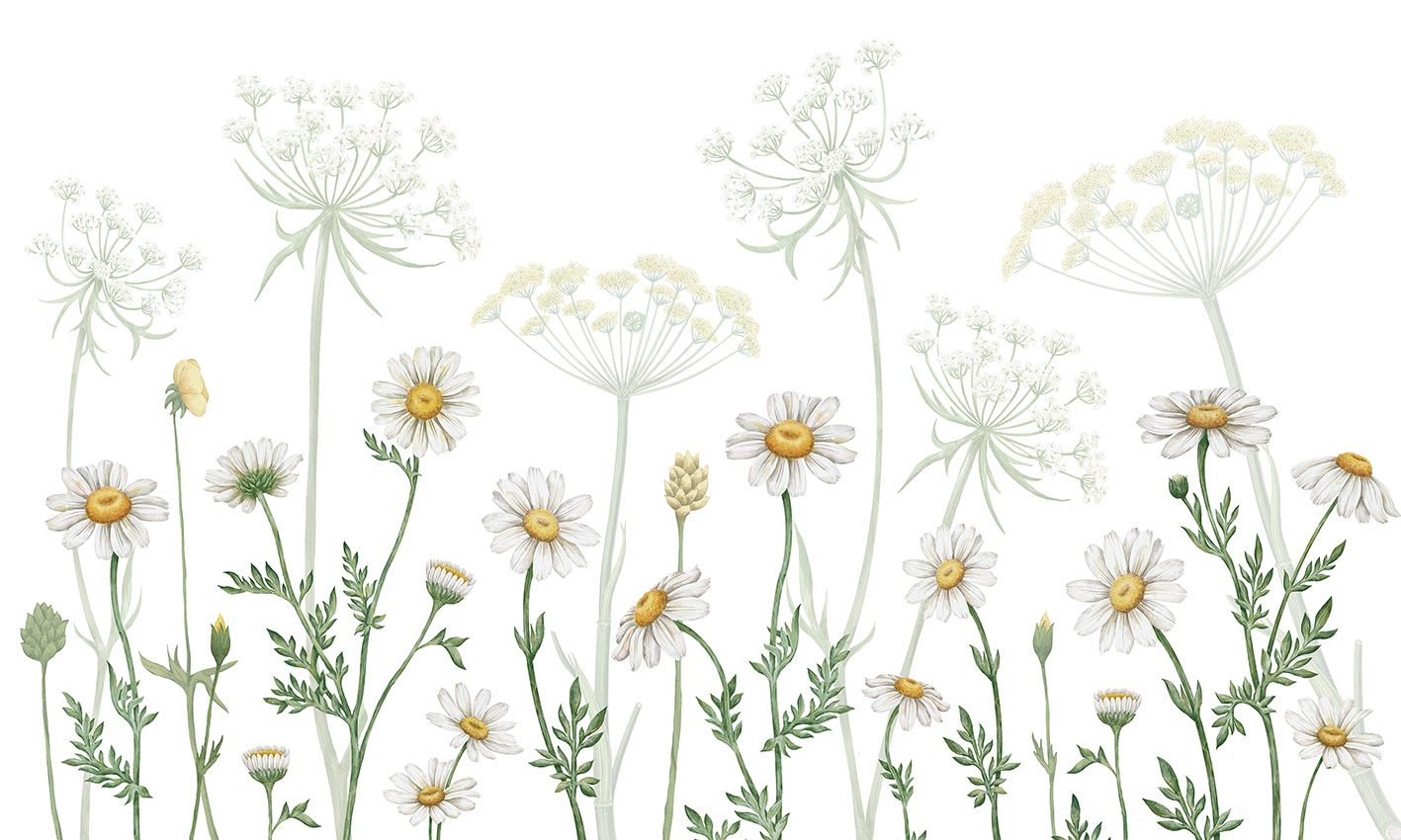 Field of Daisies, Kikki Belle