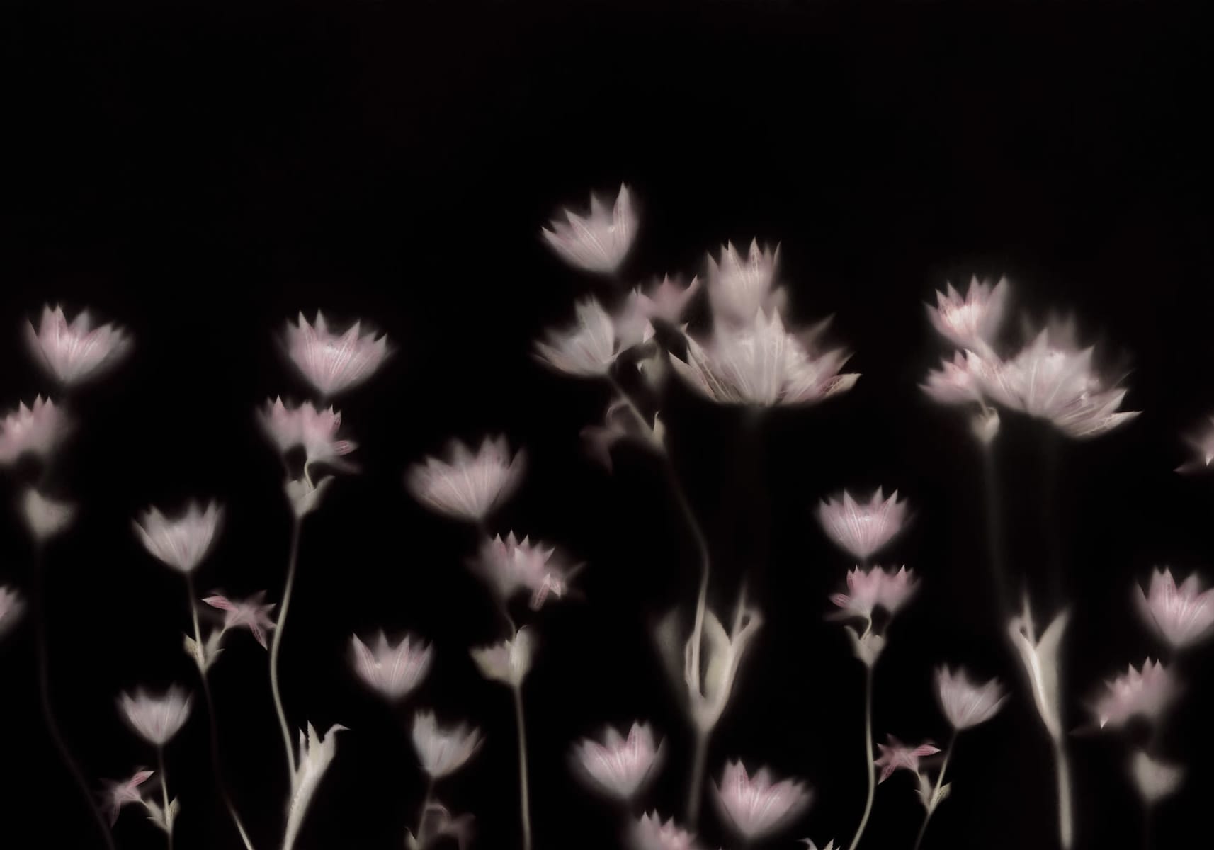 Astrantia, Dark, Rebel Walls