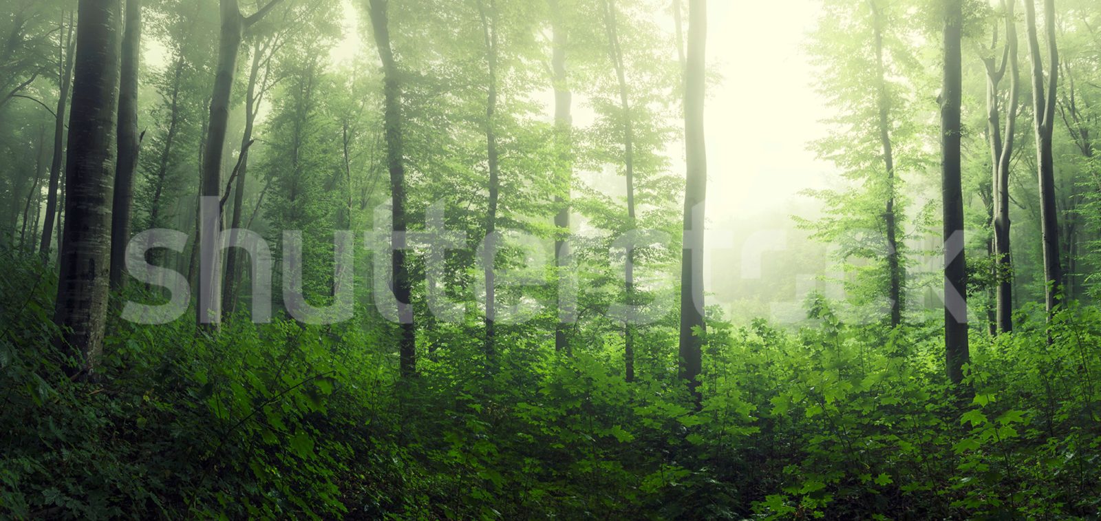 Serene Forest, Green, Rebel Walls