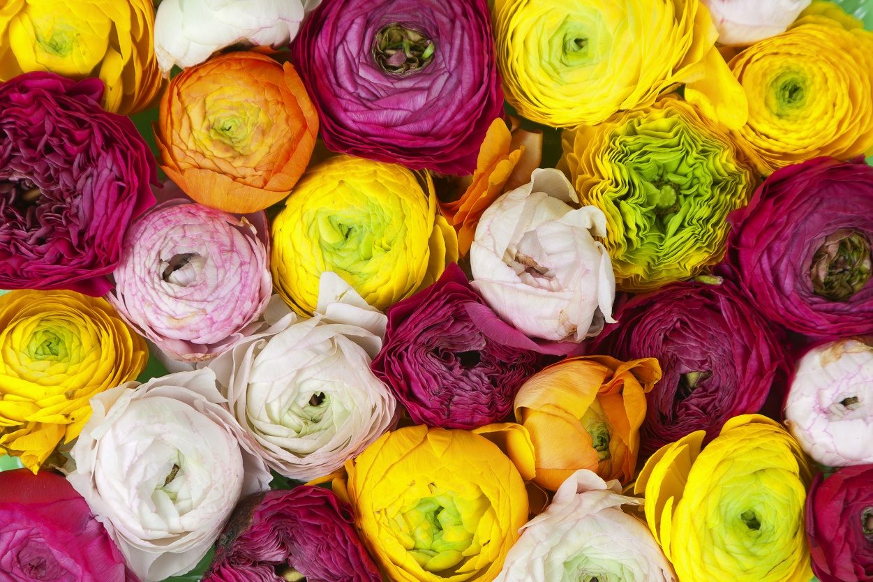 Ranunculus, Rebel Walls