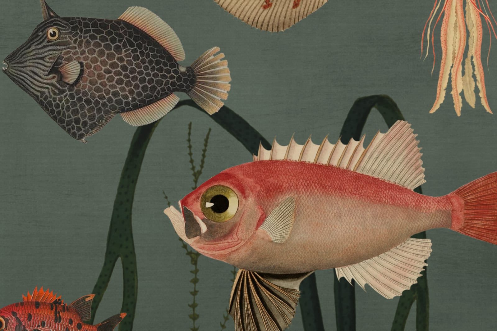Aquatic Life, Oxygen, Rebel Walls 4