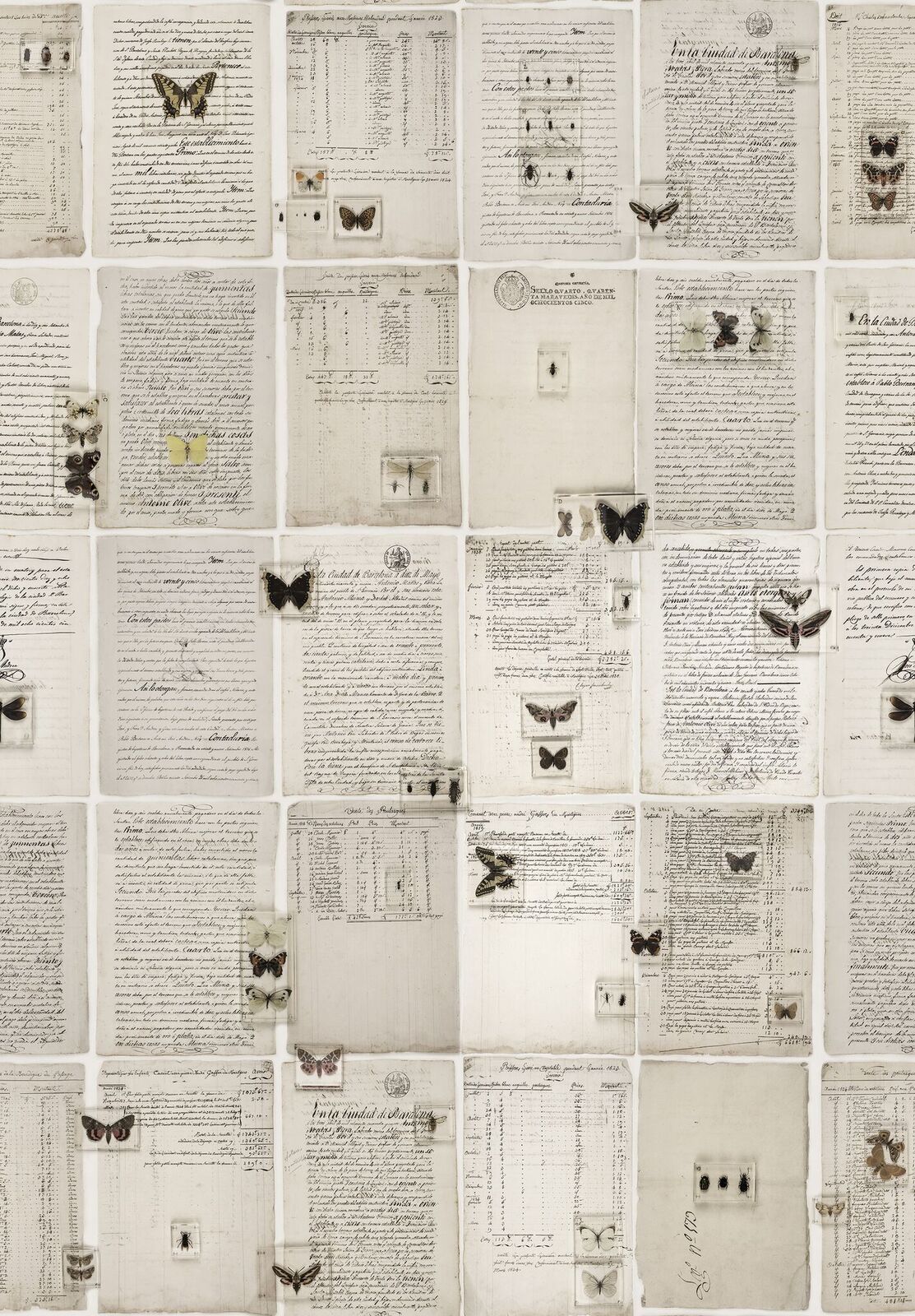 The Butterfly Library, Rebel Walls