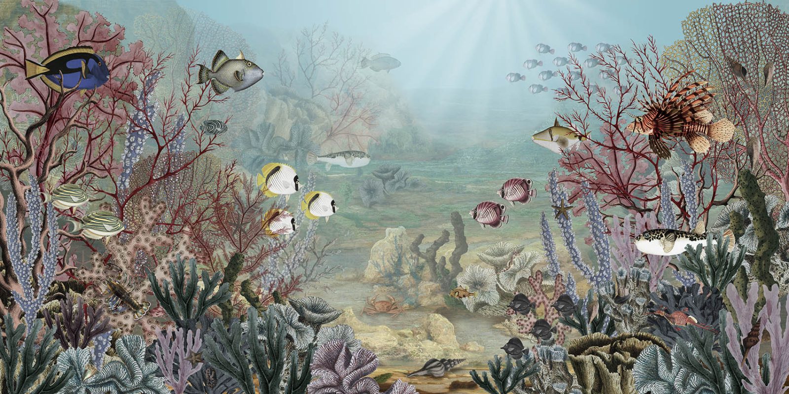 Coral Creatures, Sir Edward