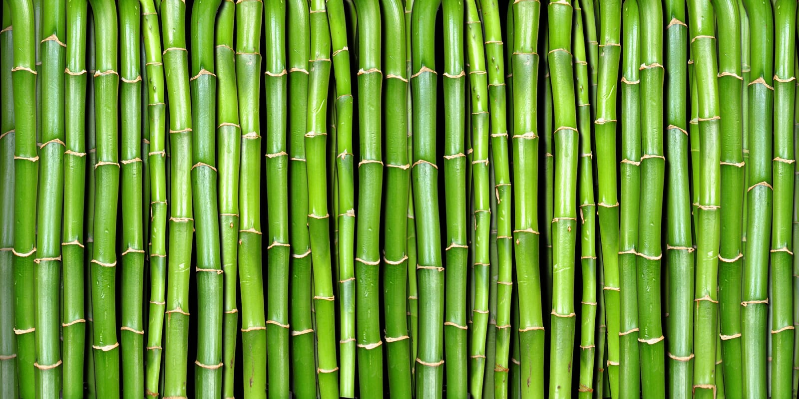 Bamboo, Rebel Walls