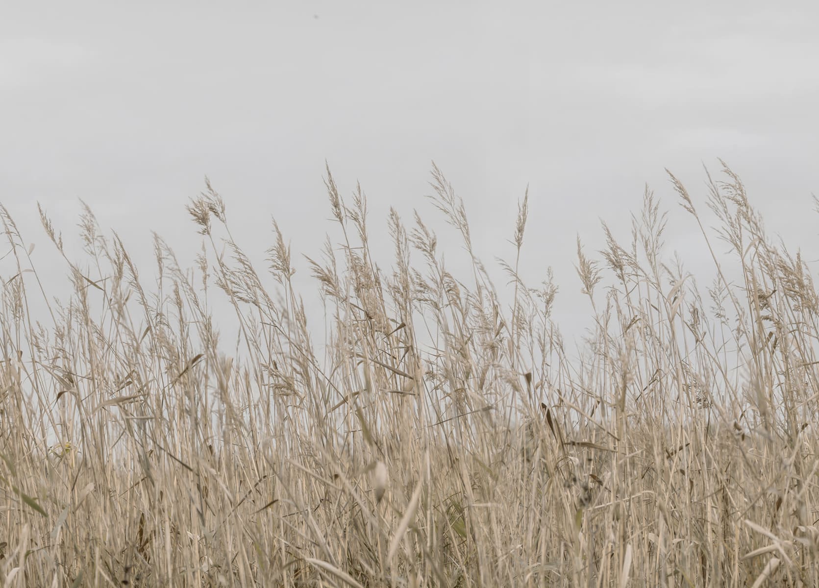 Reed Meadow, Beige, Rebel Walls
