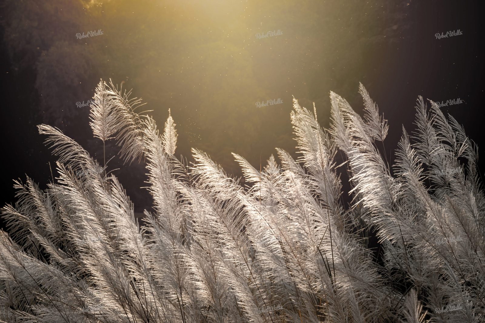 Winter Straw, Rebel Walls