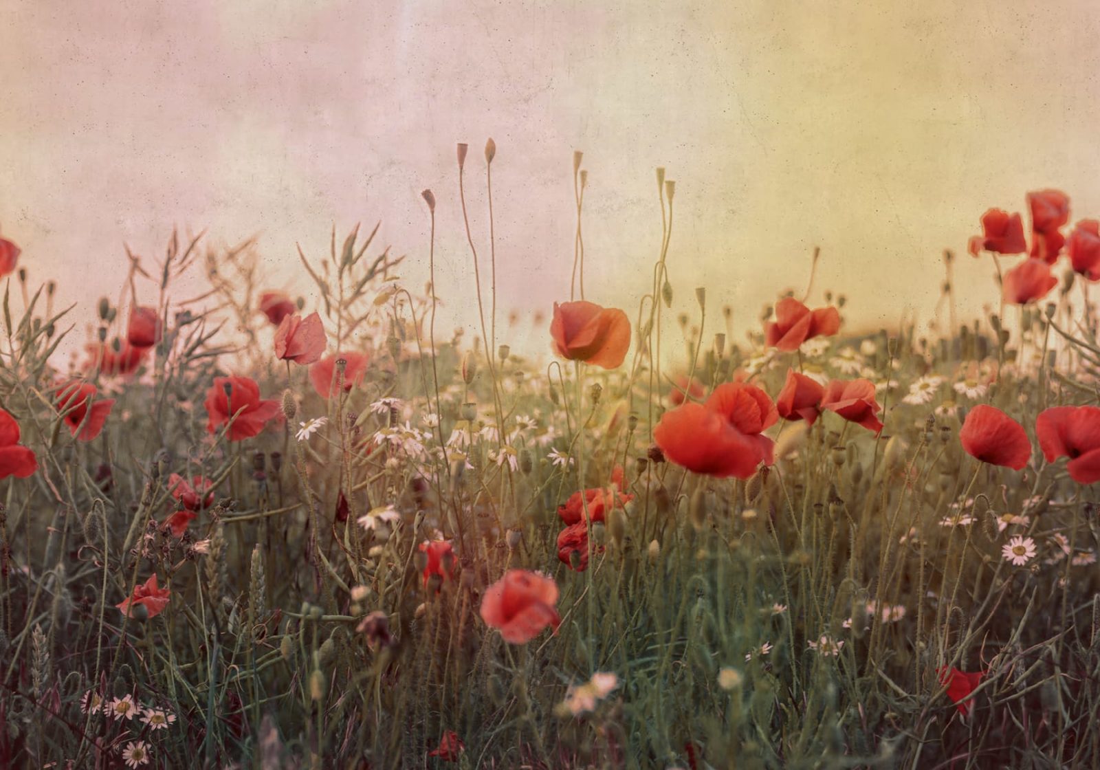 Poppy Field, Dawn, Rebel Walls