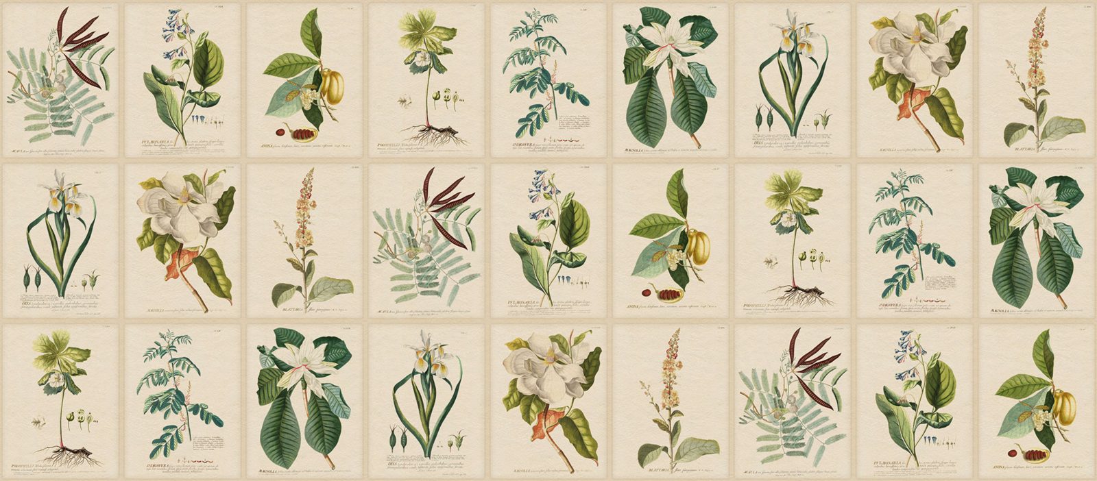 Flora, Green, Sandberg