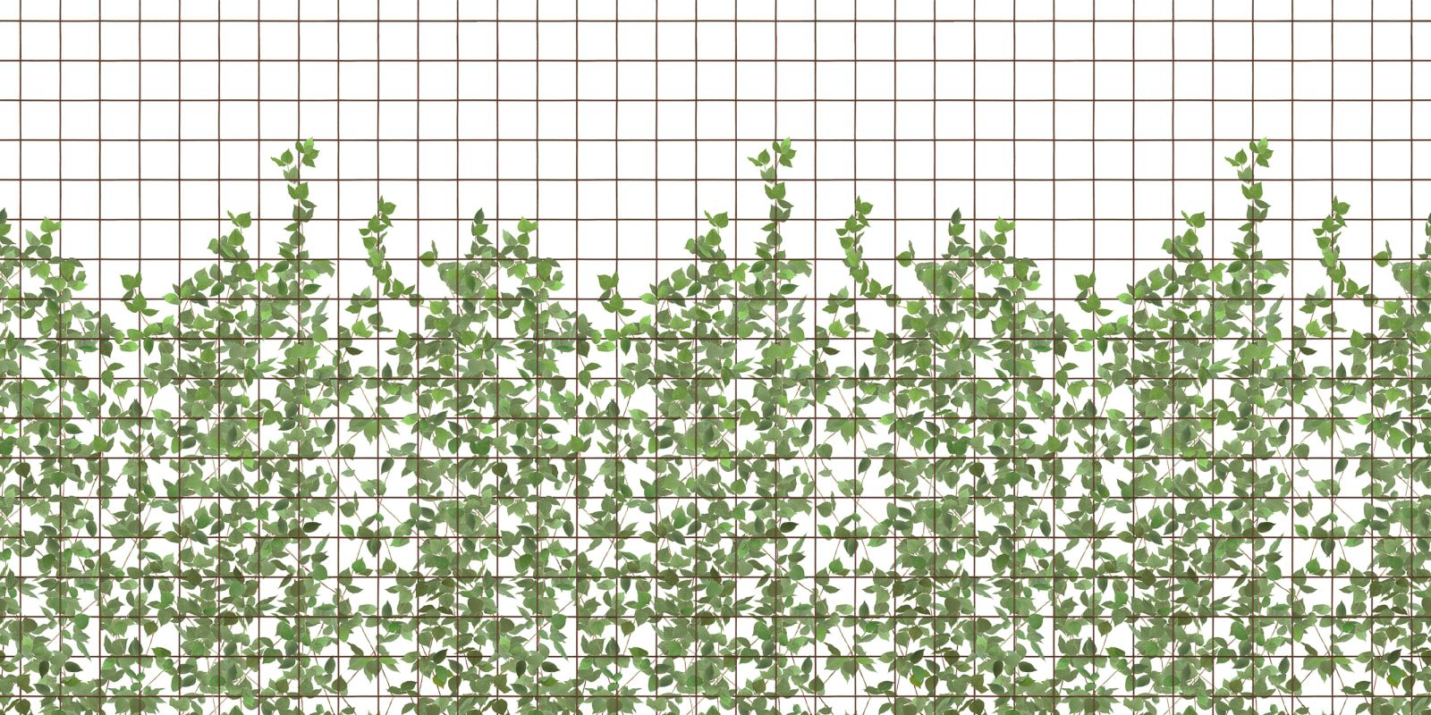 Climbing Clorofyl, repetitiv, Rebel Walls