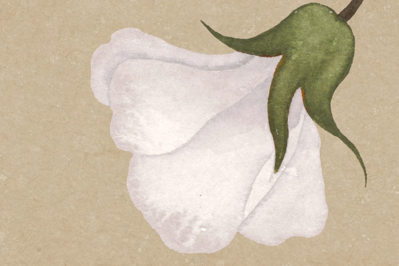 Soft Vines, Beige, Rebel Walls 4