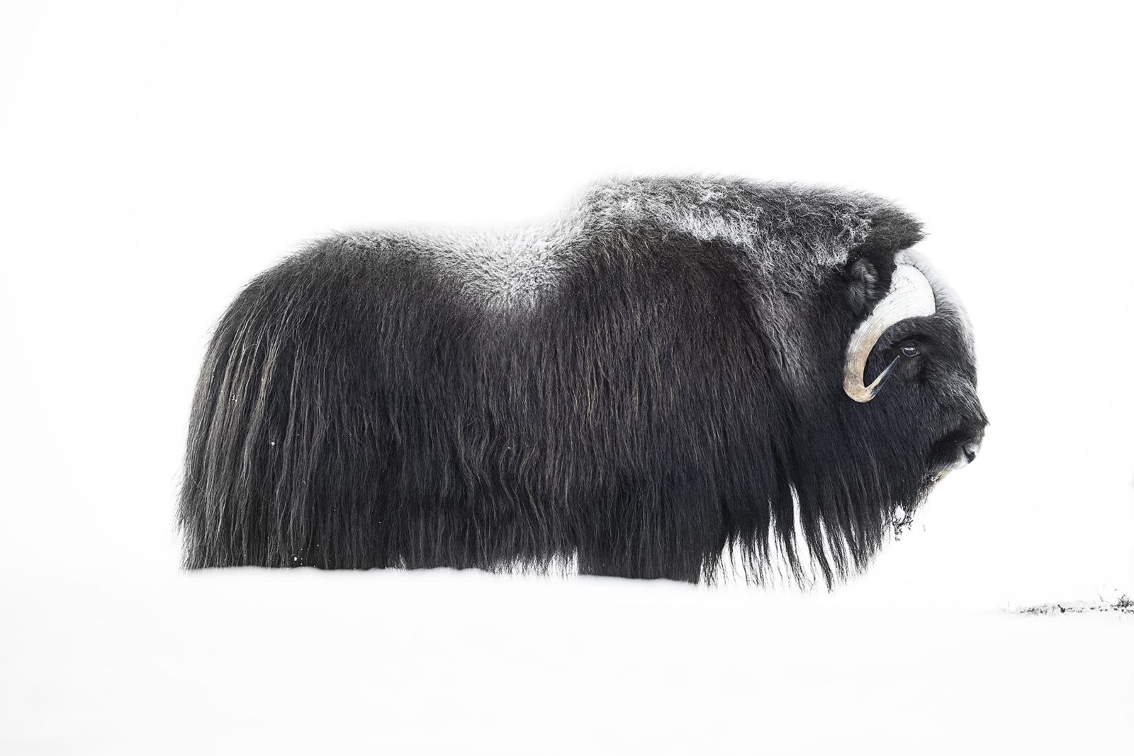 Musk Ox, Rebel Walls