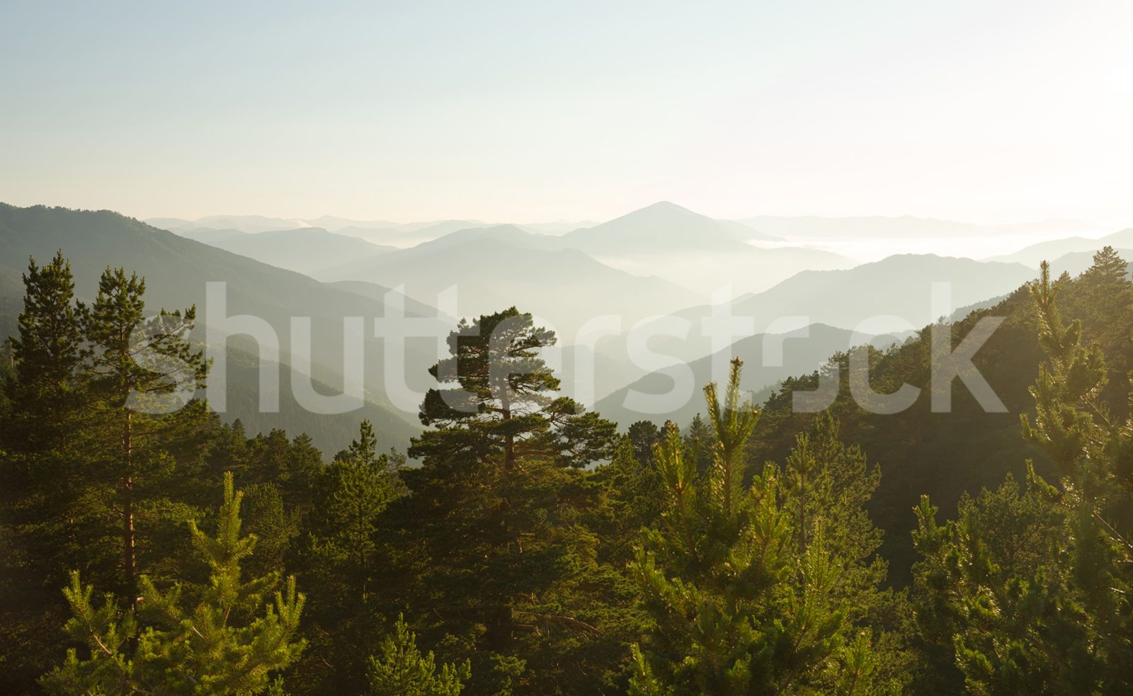 Pine Top, Day, Rebel Walls