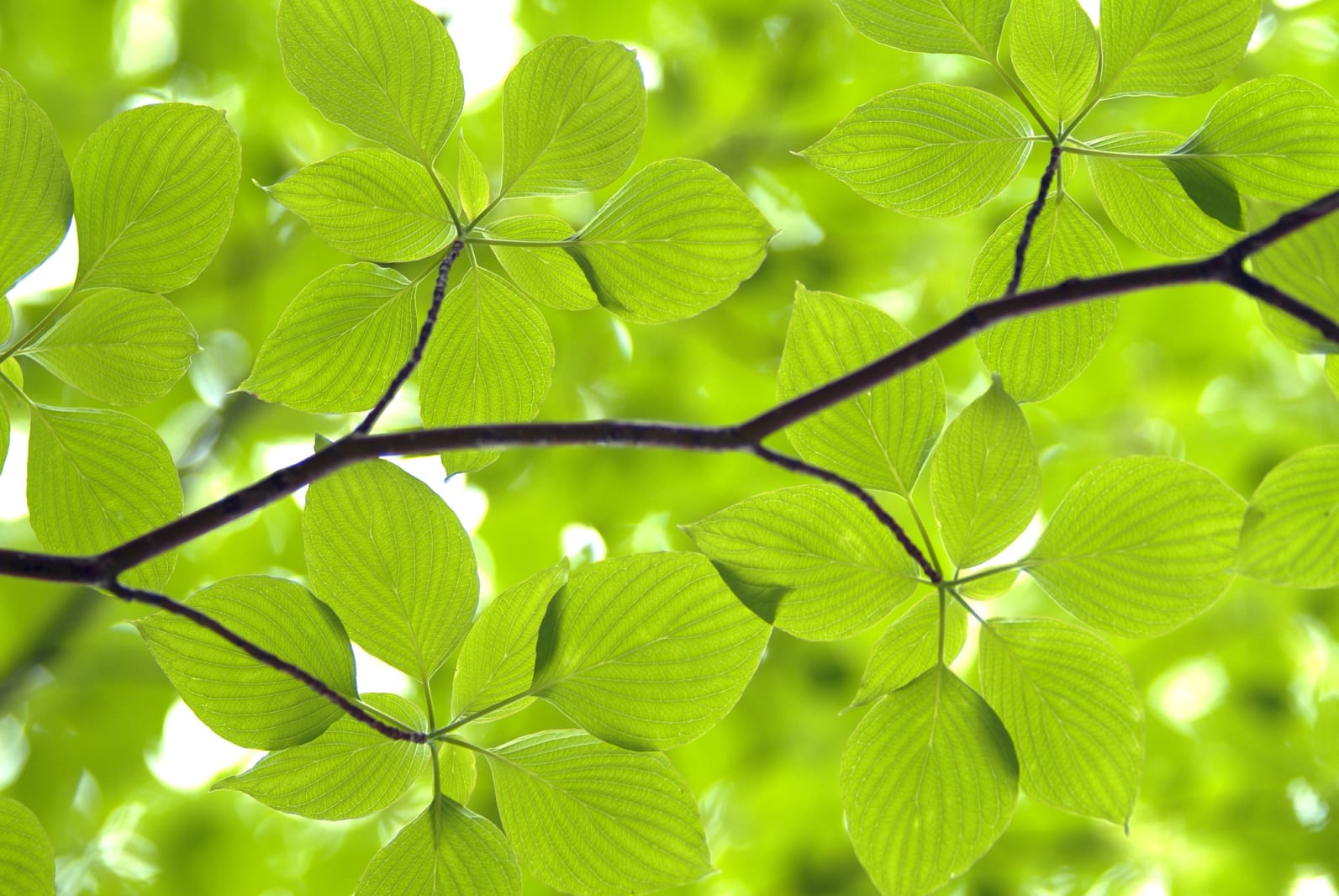 Leaves, Rebel Walls