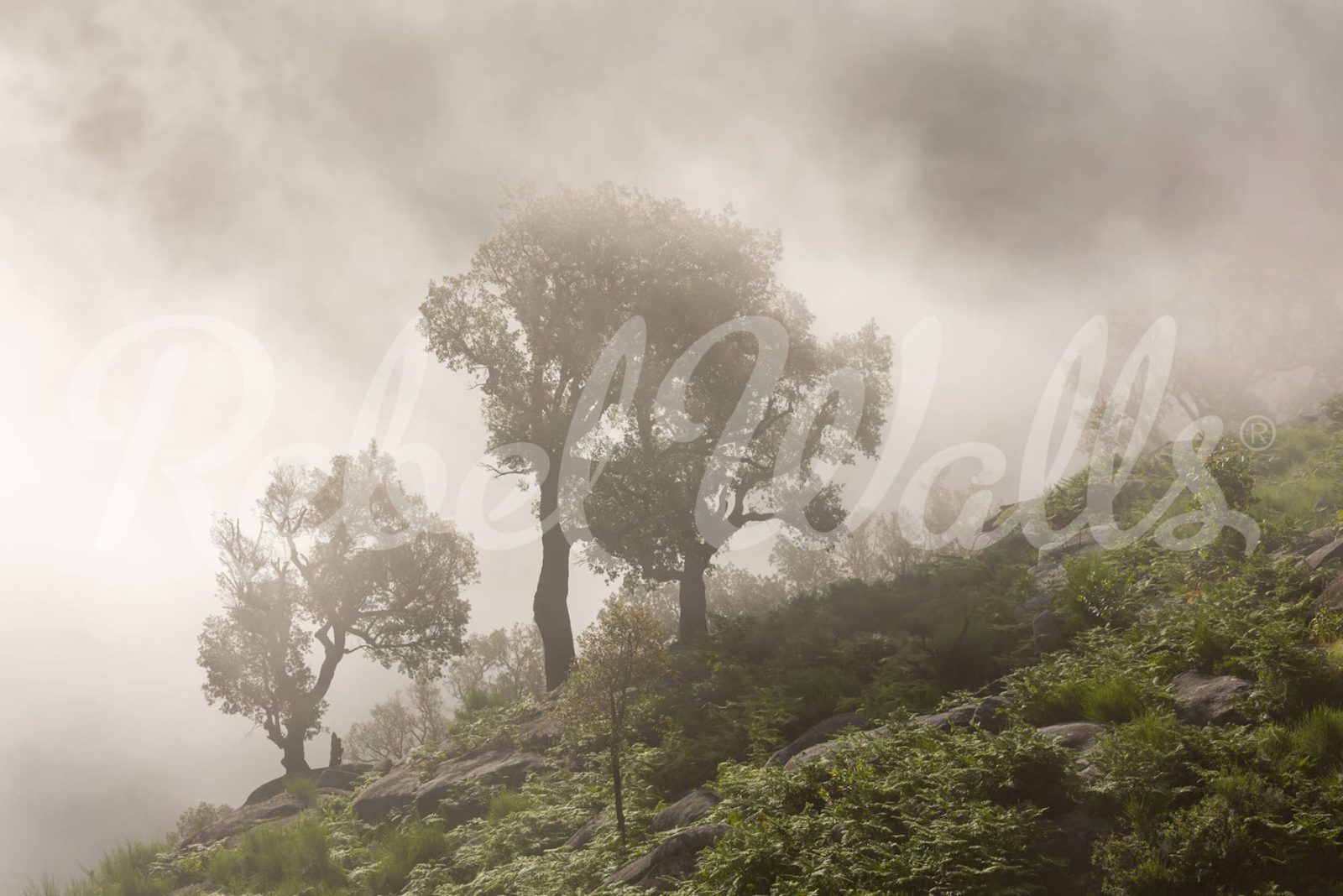 Foggy Hill, Rebel Walls