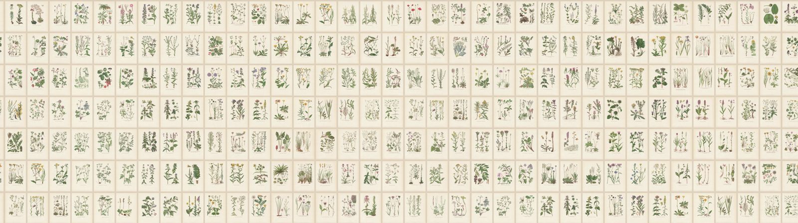 Botanica, Oat, Sandberg