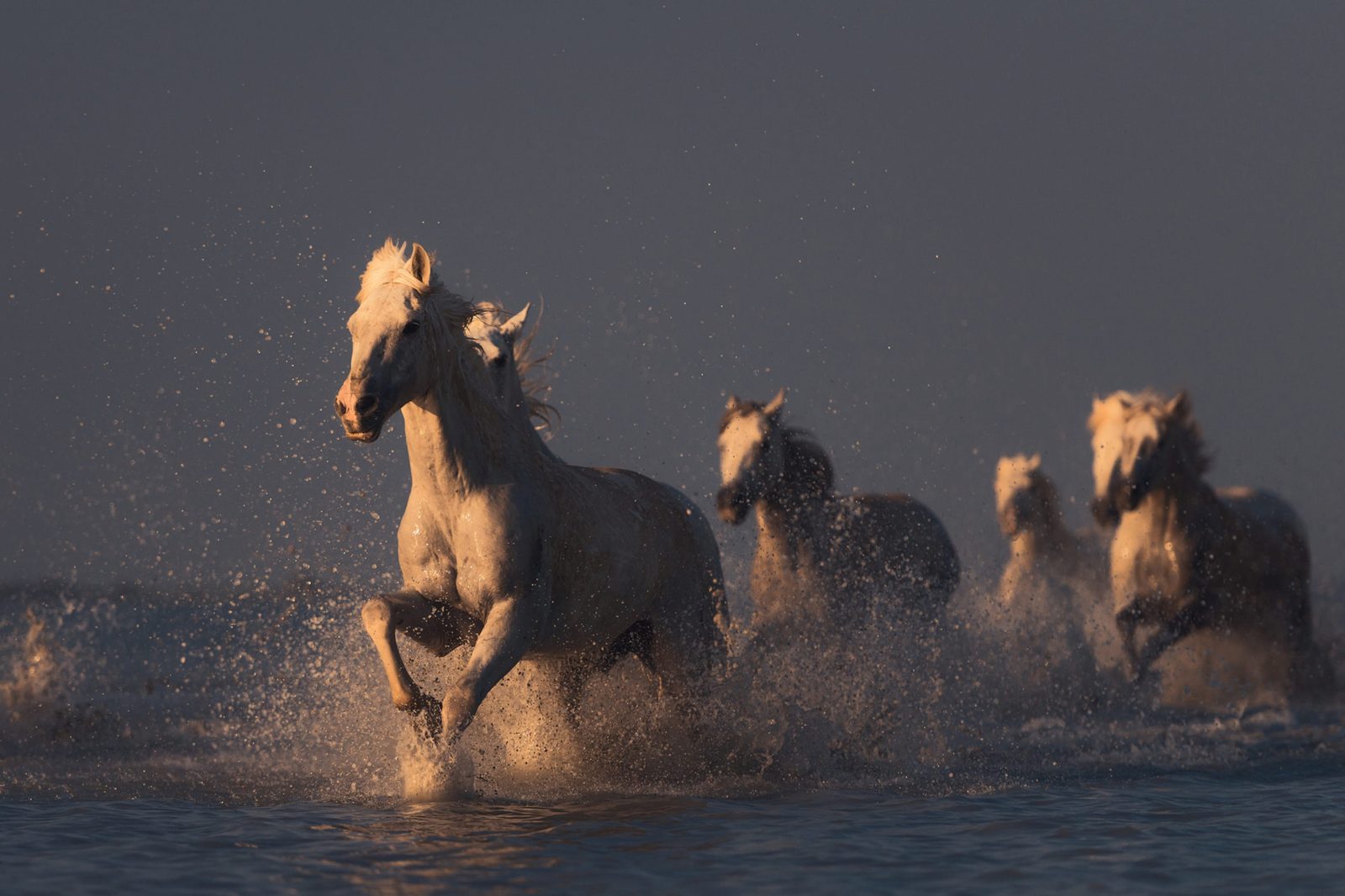 Wild Horses, Rebel Walls